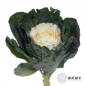 配花 | 圆叶叶牡丹白心