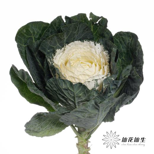 配花 | 圆叶叶牡丹白心 商品图0