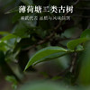 薄荷塘、白茶园、茶王树 散茶品鉴装 拍5发6 普洱 生茶 50g 散茶【森之美】 商品缩略图3