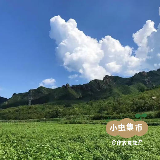 有机豆腐脑（黄豆/双青豆）250g/碗 | 合作农友生产，来自河北承德，生产者：姚计峰 *【公平贸易农人定价】 商品图13