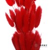 干花 | 兔尾草红 商品缩略图3