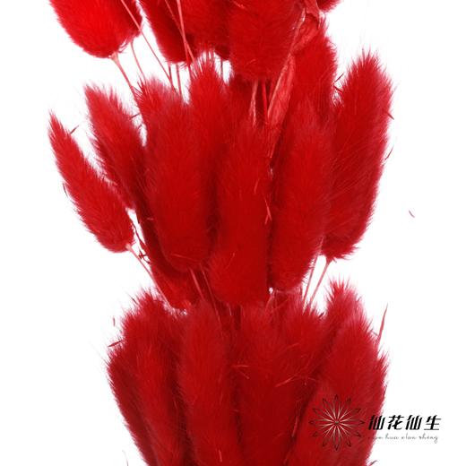干花 | 兔尾草红 商品图3