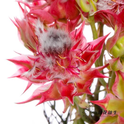 配花 | 新娘花红 商品图3