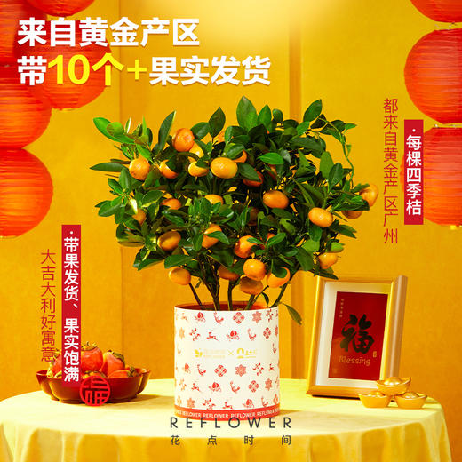 2025年宵花·五台山联名四季桔盆栽 ｜新客福利 商品图3