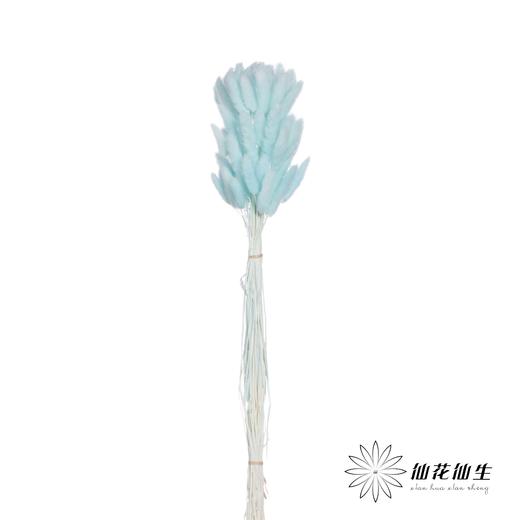 干花 | 兔尾草蒂芙尼蓝 商品图2