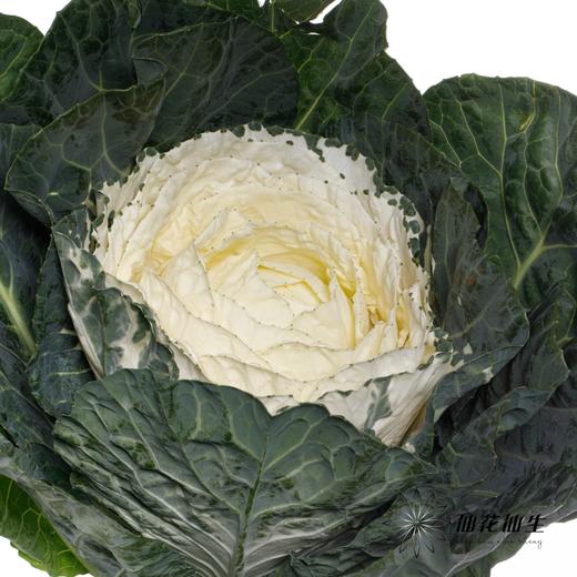 配花 | 圆叶叶牡丹白心 商品图4