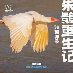 「国庆假期」朱鹮重生记 · 陕西洋县自然保护区科学亲子营