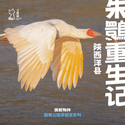 「国庆假期」朱鹮重生记 · 陕西洋县自然保护区科学亲子营 商品图0