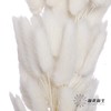 干花 | 兔尾草白 商品缩略图3