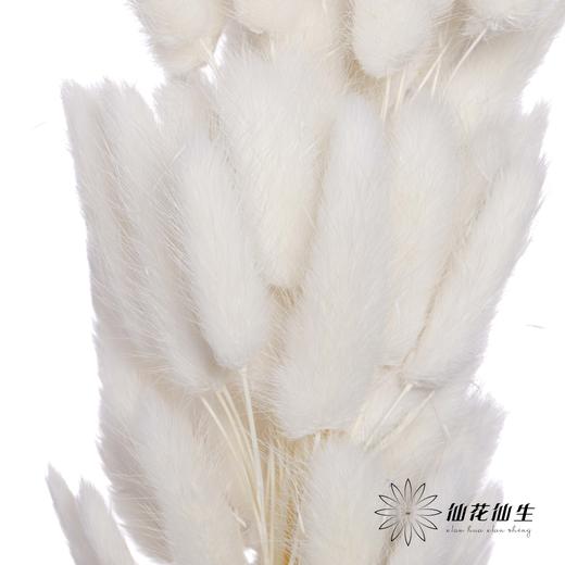 干花 | 兔尾草白 商品图3