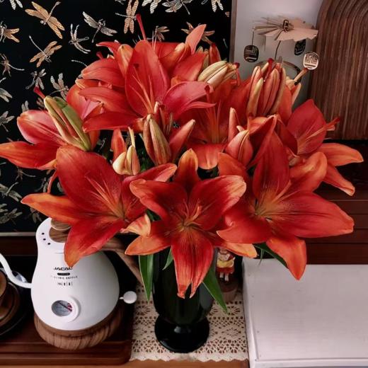 红宝石亚百 5枝(15朵+)｜新客福利 商品图1