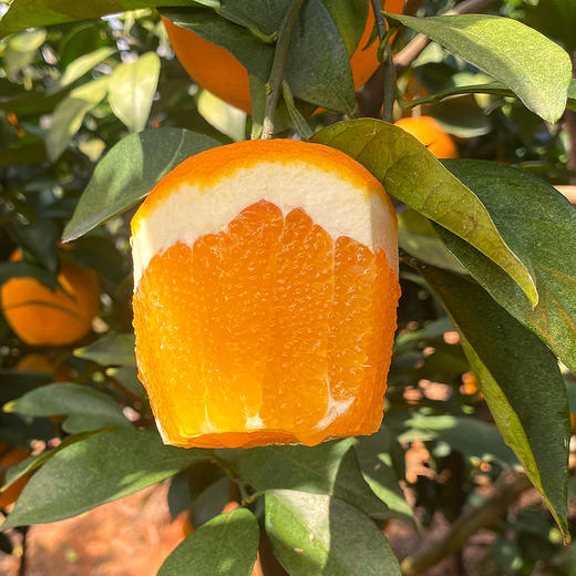 福利活动『江西赣南脐橙』寻乌核心产区，浓甜多汁，芳香脆嫩，现摘现发 商品图8