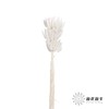 干花 | 兔尾草白 商品缩略图2
