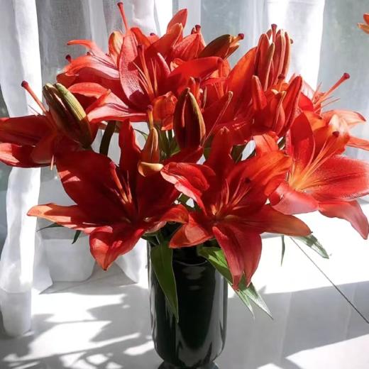 红宝石亚百 5枝(15朵+)｜新客福利 商品图2