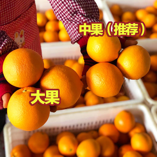 福利活动『江西赣南脐橙』寻乌核心产区，浓甜多汁，芳香脆嫩，现摘现发 商品图5