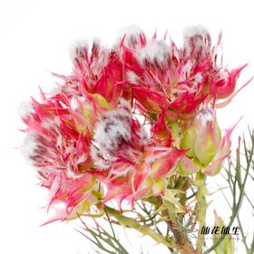 配花 | 新娘花红