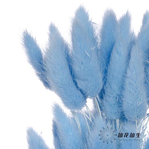 干花 | 兔尾草蓝色 商品图1