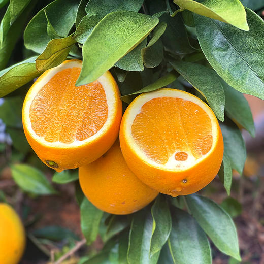 福利活动『江西赣南脐橙』寻乌核心产区，浓甜多汁，芳香脆嫩，现摘现发 商品图0