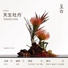呈白 【牡丹花】非遗瓷花香薰礼盒香氛礼物 商品缩略图4