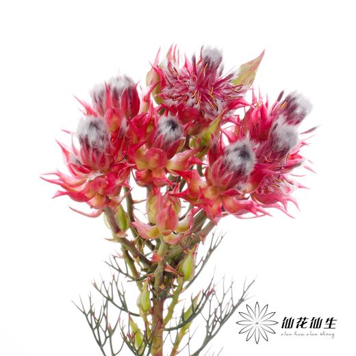 配花 | 新娘花红 商品图7