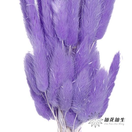 干花 | 兔尾草紫色 商品图1