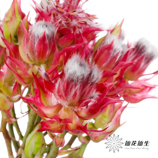 配花 | 新娘花红 商品图5