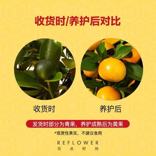 2025年宵花·五台山联名四季桔盆栽 ｜新客福利 商品图4