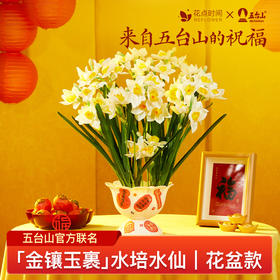 2025年宵花·五台山联名水仙 特大种球3颗，能开百朵花｜新客福利