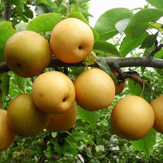 丰水梨8.5斤 普装单果300g+8.5斤 商品图2