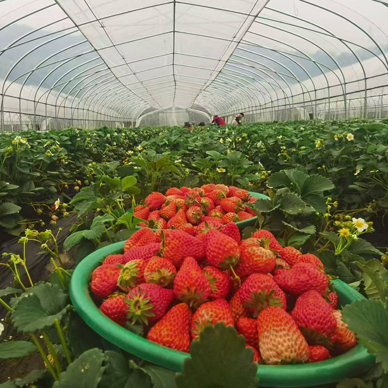 建德草莓 红颜/建德红/白草莓/黑草莓 现采现发 鲜甜可口正当季
