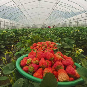 建德草莓 红颜/建德红/白草莓/黑草莓 现采现发 鲜甜可口正当季