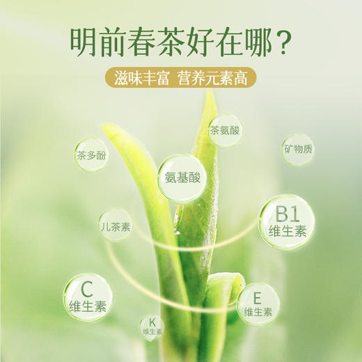 澜沧古茶2024年景迈之春普洱茶生茶小饼200g 商品图5