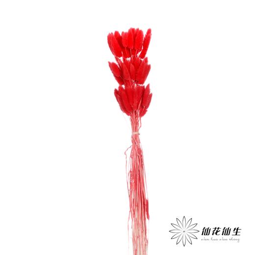 干花 | 兔尾草红 商品图2
