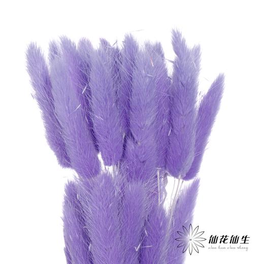 干花 | 兔尾草紫色 商品图3