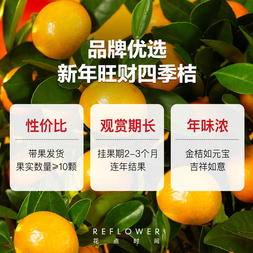 2025年宵花·五台山联名四季桔盆栽 ｜新客福利 商品图2