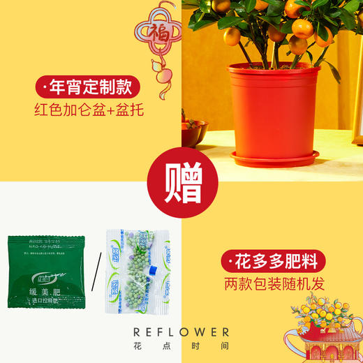 2025年宵花·五台山联名四季桔盆栽 ｜新客福利 商品图6