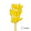 干花 | 兔尾草黄 商品缩略图0