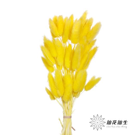 干花 | 兔尾草黄 商品图0