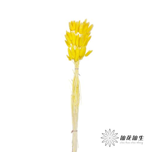 干花 | 兔尾草黄 商品图2