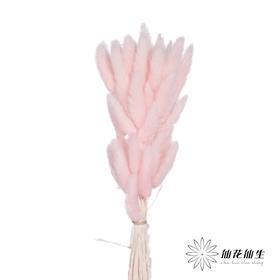 干花 | 兔尾草浅粉