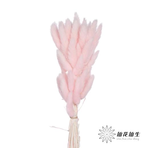 干花 | 兔尾草浅粉 商品图0