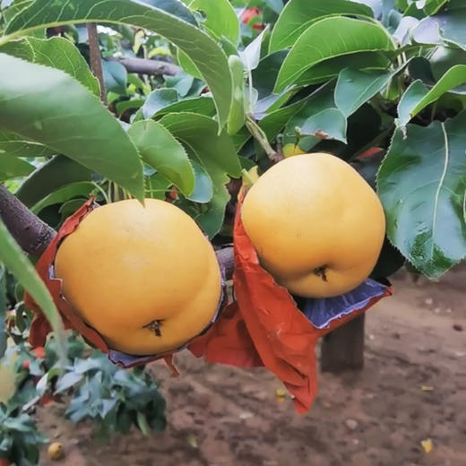 丰水梨8.5斤 普装单果300g+8.5斤 商品图6