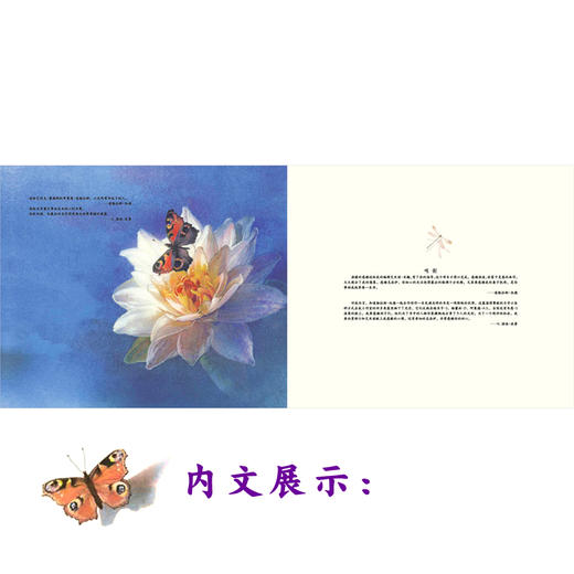 【青葫芦】黎明开始的地方（精装硬壳）写给孩子的美德书 商品图6