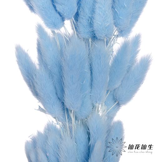 干花 | 兔尾草蓝色 商品图3