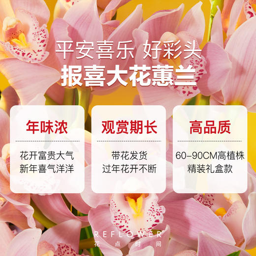 2025年宵花·大花蕙兰3枝花剑 粉色/橙色可选｜新客福利 商品图5