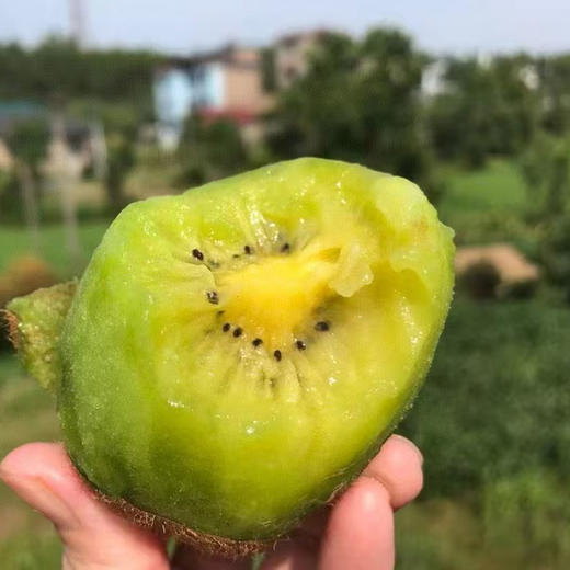 陕西徐香猕猴桃 农家自种绿心猕猴桃  新鲜采摘 香甜细腻 商品图0