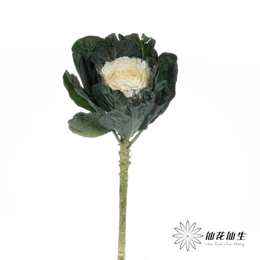 配花 | 圆叶叶牡丹白心 商品图1