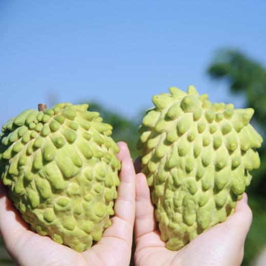 【顺丰/京东】海南甜蜜释迦  细腻浓香 软糯甜蜜 芝士般嫩滑 蜂蜜般甜蜜 凤梨般风味 ATX 商品图0