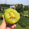 陕西徐香猕猴桃 农家自种绿心猕猴桃  新鲜采摘 香甜细腻 商品缩略图1