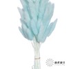 干花 | 兔尾草蒂芙尼蓝 商品缩略图0